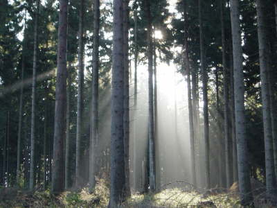 Morgennebel 3