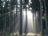 Morgennebel 3