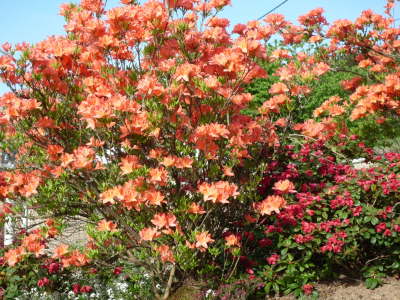 Azalee an der Terrasse
